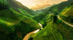 Reis Felder in Vietnam